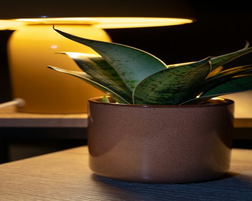 A well lit desk corner with a plant